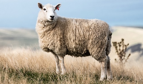Qurbani-Sheep